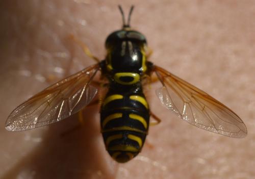 Réf. 281 281 : Chrysotoxum festivum